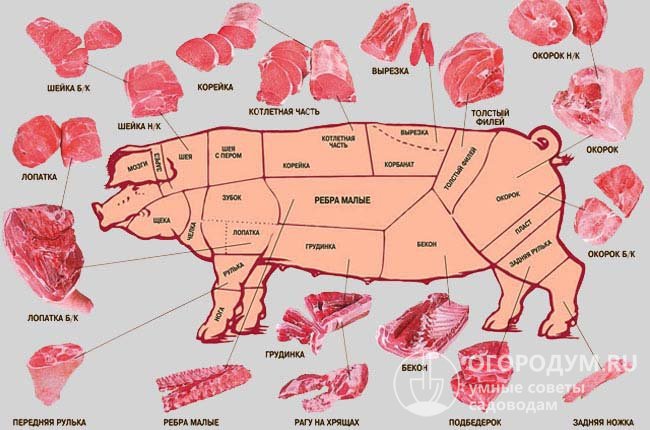 Классическая схема разруба свиной туши