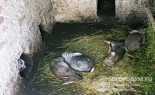 Подселять кроликов в яму следует небольшими группами, чтобы животные постепенно привыкали друг к другу