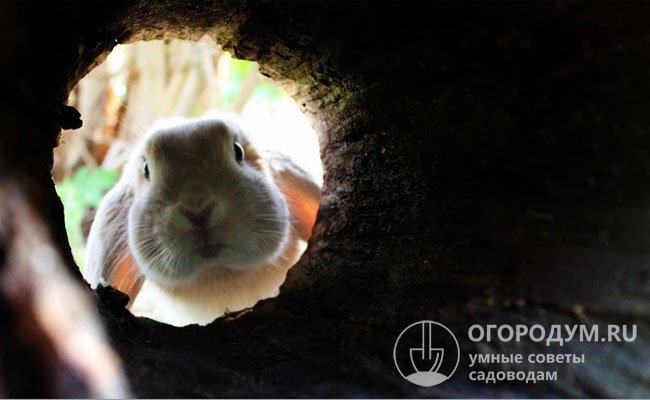 Пытаться вытащить животное из норы – занятие по сути бессмысленное, так как кроличьи подземные ходы могут оказаться длинными и запутанными