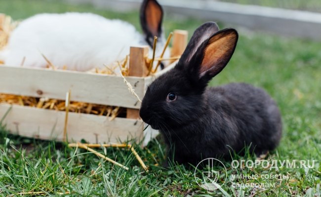 Чтобы достичь успехов в кролиководстве, необходимо создать оптимальные условия содержания для животных и обеспечить им полноценный уход