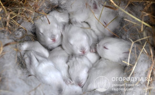 Крольчата рождаются полностью лысыми, слепыми, массой от 40 до 80 г