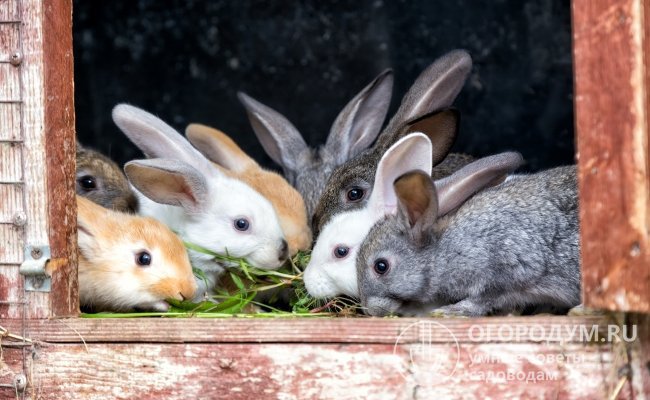 После окончания молочного вскармливания крольчат расселяют в индивидуальные или групповые клетки, разделяя по половому признаку