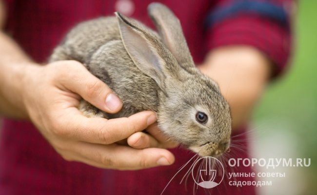 Внимательный визуальный осмотр кроля перед покупкой поможет выбрать здоровую особь, пригодную для разведения и дальнейшего размножения