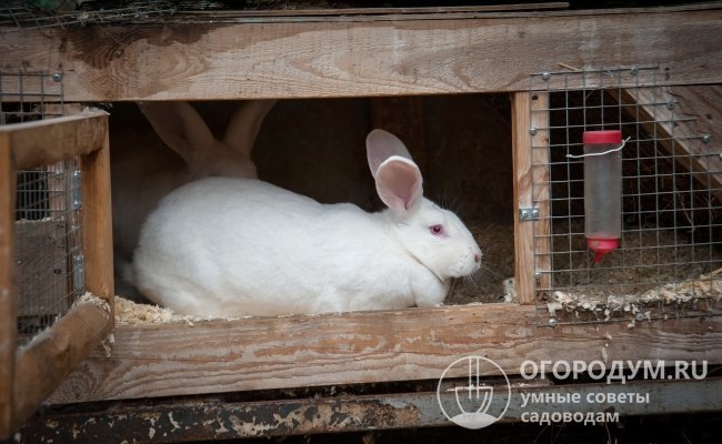 Клеточное содержание кроликов в домашних условиях позволяет контролировать состояние и поведение каждой особи