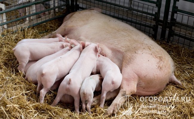 Каждой свиноматки необходимо выделить отдельное помещение или загон