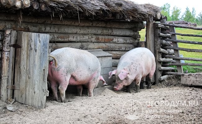 Сарай для свиней своими руками: чертежи, фото, список стройматериалов
