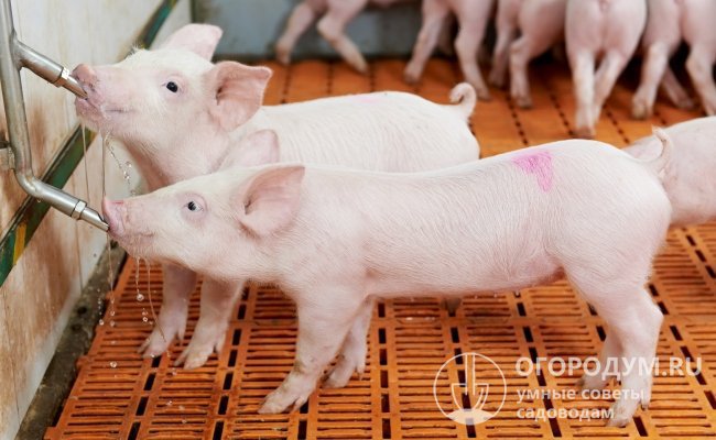 Очень важно обеспечить свиньям свободный доступ к кормушкам и поилкам