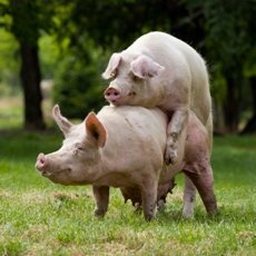 Спаривание свиней
