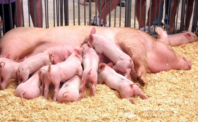 На многоплодие и молочность свиноматки влияют ее порода, состояние здоровья, количество предыдущих опоросов и условия содержания
