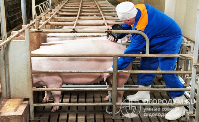 Скрещиванием животных для поддержания чистопородных линий занимаются преимущественно специалисты крупных свиноводческих комплексов