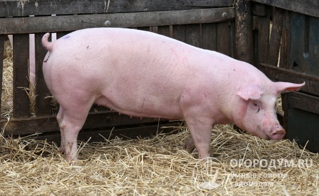 Будущую свиноматку помещают в отдельный загон, обеспечивая ей комфортные условия и скорректированный рацион питания
