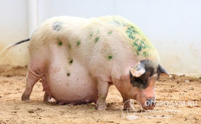 Беременность у свиней длится от 110 до 126 суток, в среднем – 3 месяца, 3 недели и 3 дня