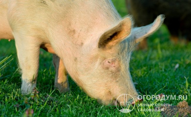 Свиньи Йоркшир: характеристика, фото, отзывы о породе