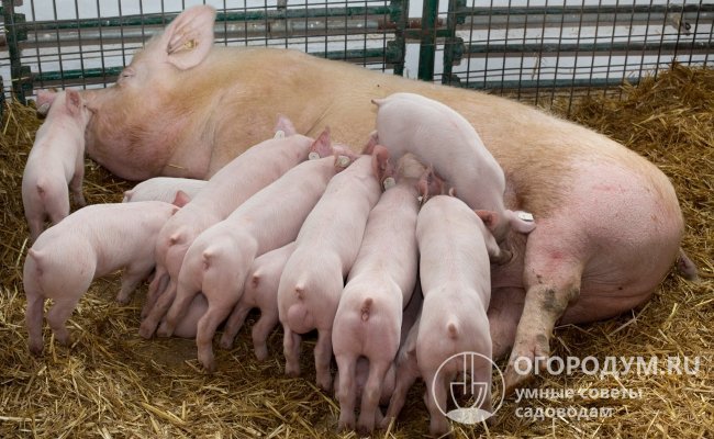 Свиноматки обладают высокой молочностью и способны выкормить приплод из 10-12 поросят