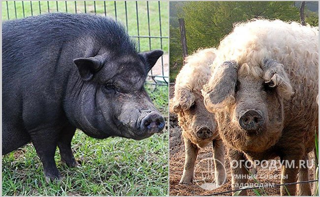 В числе исходных пород, скрещивание которых привело к созданию кармалов, называют вьетнамских вислобрюхих свиней (на фото слева) и венгерских пуховых мангалиц (справа)