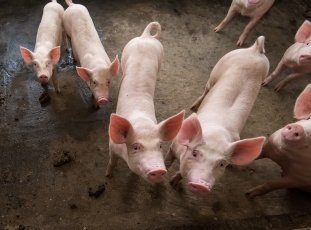 Порода свиней Ландрас: особенности содержания и разведения