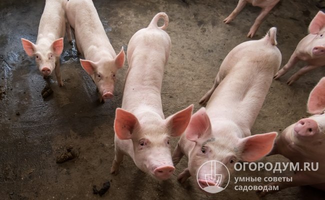 Свиньи Ландрас (на фото) беконного типа, их разводят во многих странах мира и ценят за высокие продуктивные и мясные качества