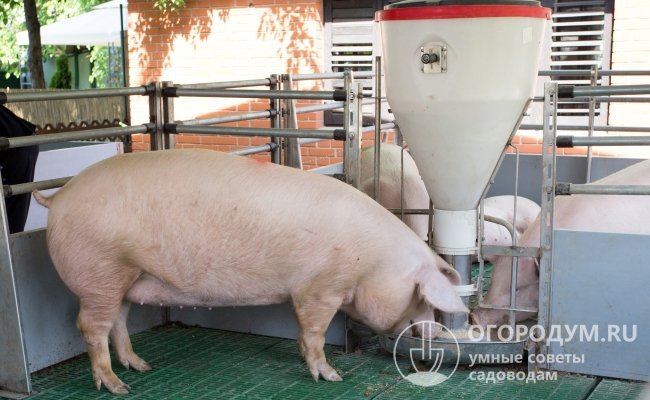 Вкусовые качества мяса напрямую зависят от правильности и сбалансированности рациона питания свиней