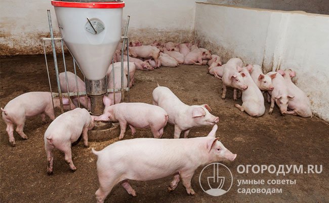 При содержании свиней важно обеспечить им оптимальные условия и полноценный уход