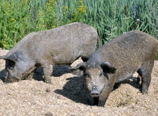 Свиньи породы Мангалица: описание, характеристика, мнения животноводов