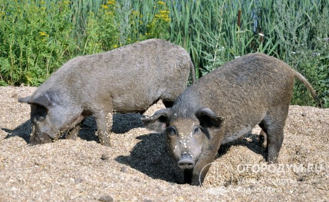 Мангалицы (на фото) – единственная на сегодняшний день порода шерстистых домашних свиней