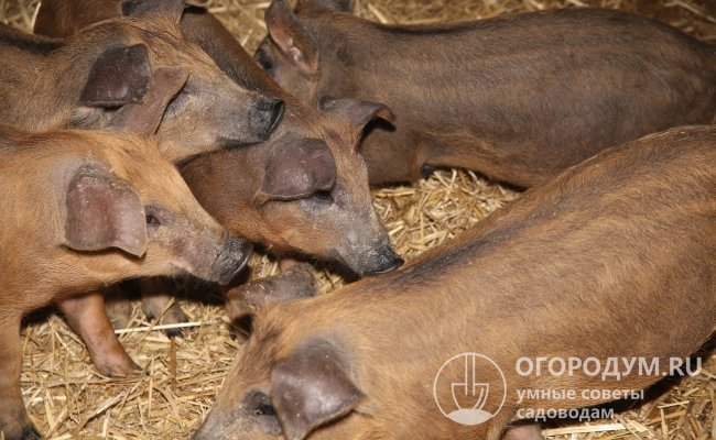 Неприхотливые свинки хорошо обходятся без усиленного ухода и комфортных условий