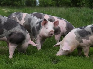 Свиньи породы Пьетрен: характеристика, описание, отзывы животноводов