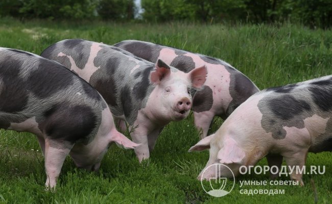 На фото – свиньи породы Пьетрен, отличающиеся характерной пятнистой черно-белой окраской