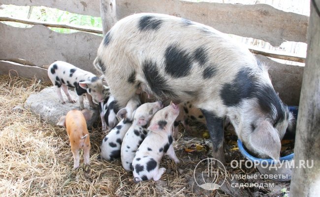 Свиноматка приносит не более 8-9 поросят за опорос, а из-за малого количества молока может выкормить только 5-6 из них