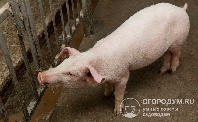 Для свинок первой категории обязательна чистая и здоровая кожа, не допускается наличие сыпи, гематом, опухолей, травм с повреждениями подкожной клетчатки