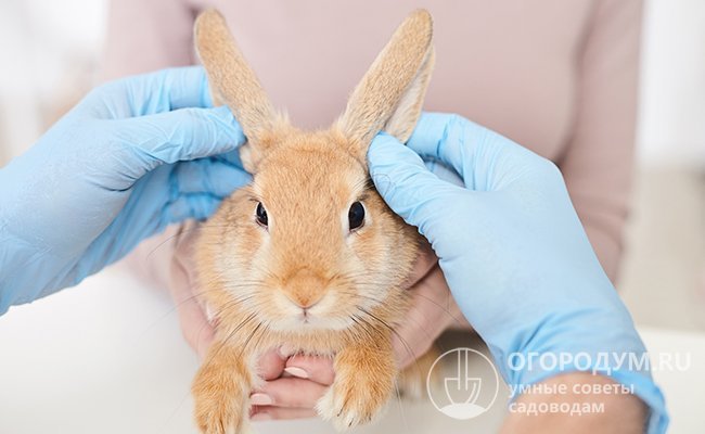 Как выглядит ушной клещ у кроликов?
