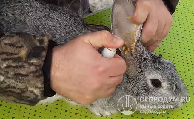 Ушной клещ у кроликов симптомы и лечение в домашних условиях проверенными средствами