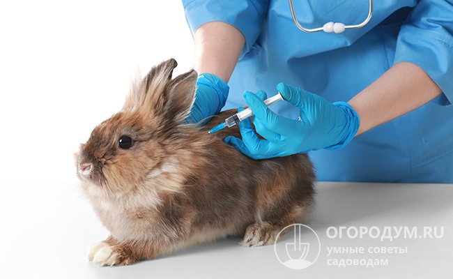 Своевременные профилактические прививки способны практически полностью защитить кролей от смертельных болезней