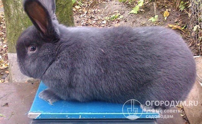 Разведение венских кролей выгодно благодаря их активному росту: убойного веса в 2,5-3,2 кг животные достигают к 4-месячному возрасту