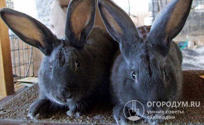 Венские кроли достаточно неприхотливы, поэтому могут содержаться как в просторных вольерах, так и в небольших клетках
