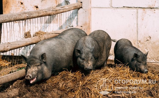 Для вислобрюхих свиней оптимальным считается полувольное содержание с возможностью свободного выпаса