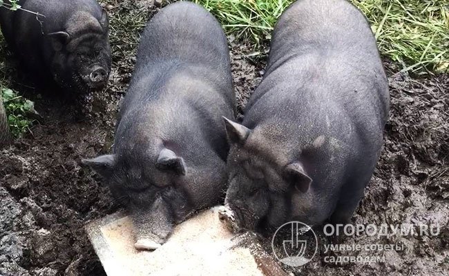 Расход зерна в прикорме вьетнамских свиней небольшой – примерно 300-400 г в сутки на 1 голову