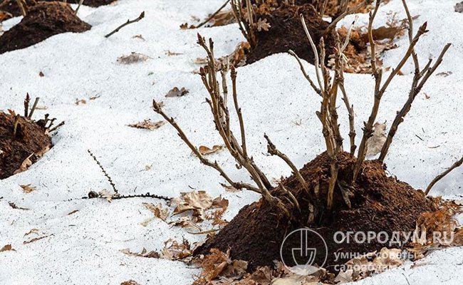Органику раскладывают после начала заморозков, чтобы ранней весной питательные вещества из нее начали поступать в почву, впитываясь вместе с талыми водами