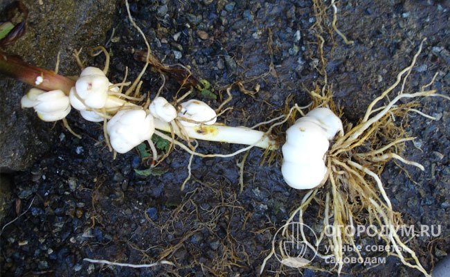 Стебли и листья обеспечивают процесс формирования полноценных луковиц – материнской и дочерних