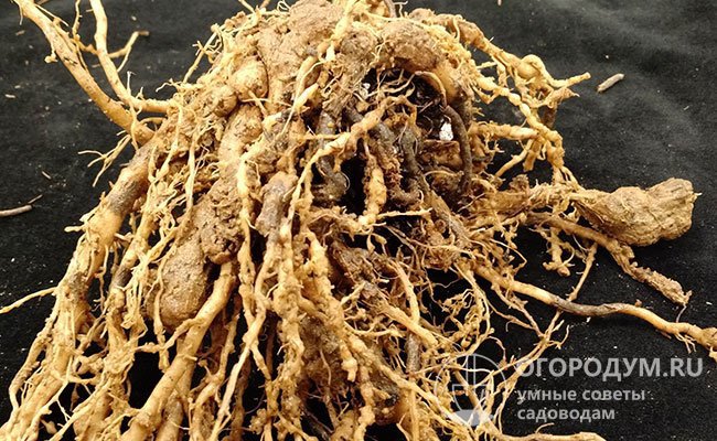 На корнях больного куста видны многочисленные колонии в виде узелков – галлы