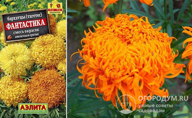 Удивительный сорт «Фантастика» своими соцветиями напоминает крупноцветковые хризантемы