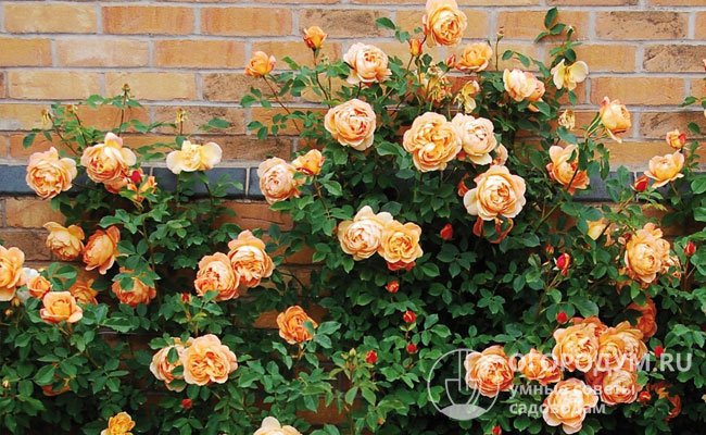 На фото – английская роза «Леди оф Шалот», цветущая с мая до сентября – октября