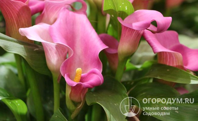 Профессиональные садоводы используют название Цантедеския (Зантедеския), данное цветку в честь итальянского натуралиста Джованни Зантедески