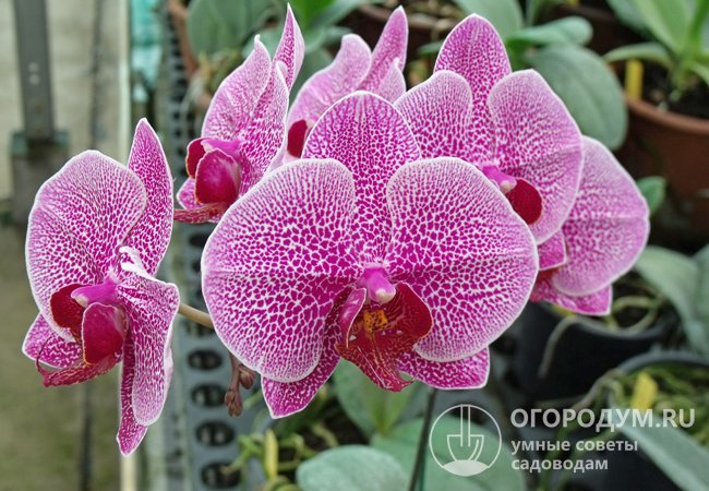 В комнатном цветоводстве наиболее распространены представители рода Фаленопсис (на фото) из семейства Орхидные