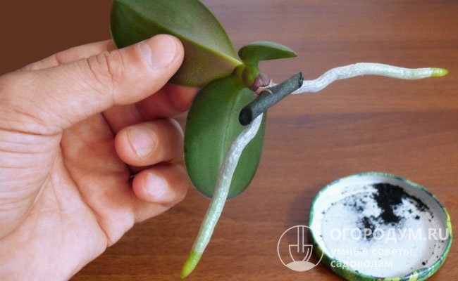Как рассадить орхидею в домашних условиях: пошаговая инструкция + видео
