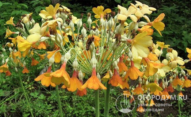 Флоринды – поздноцветущий вид с цветоносами высотой до 1 м, увенчанными зонтиками из мелких желтых или красно-оранжевых цветков