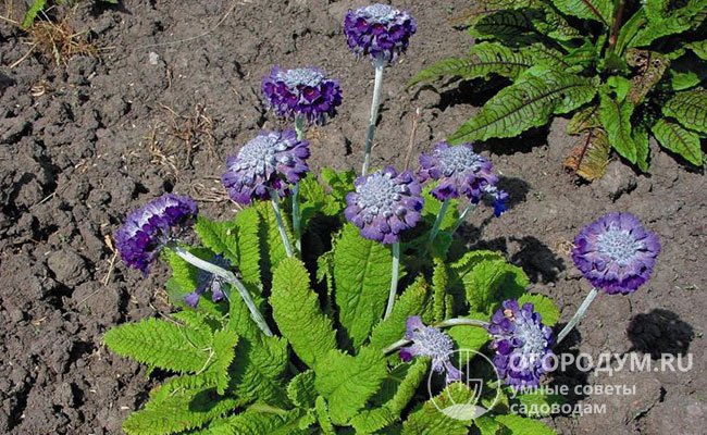 Головчатая – растение высотой около 30 см, сине-лиловые колокольчики собраны в сплюснутые соцветия; листья длинные
