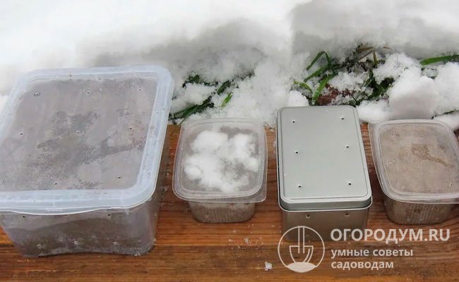 Закаливание можно провести в естественных условиях: на почву в контейнере укладывают снег, распределяют по нему семена, закрывают крышкой и прикапывают в сугробе