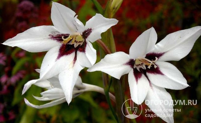 Ацидантера двухцветная – африканская родственница гладиолуса, отличается крупными, изящными цветками с тонким ароматом