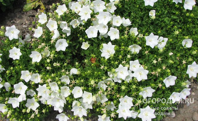 «Белогорье»: диаметр венчиков 4 см, высота побегов 30 см, цветет с июня по август